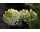 Hydrangea paniculata Silver Dollar