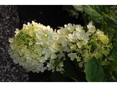 Hydrangea paniculata