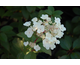 Hydrangea paniculata Sparkling ®