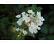 Hydrangea paniculata