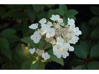 Hydrangea paniculata