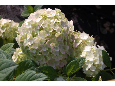 Hydrangea paniculata