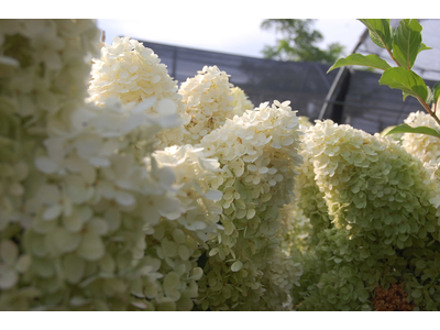 Hydrangea paniculata