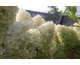 Hydrangea paniculata Sweet Summer