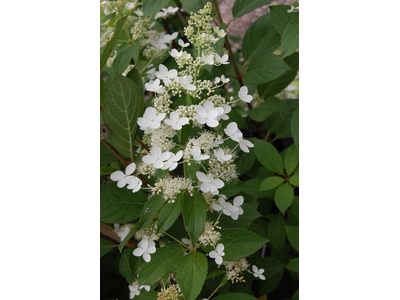 Hydrangea paniculata