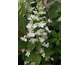 Hydrangea paniculata Unique