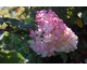 Hydrangea paniculata