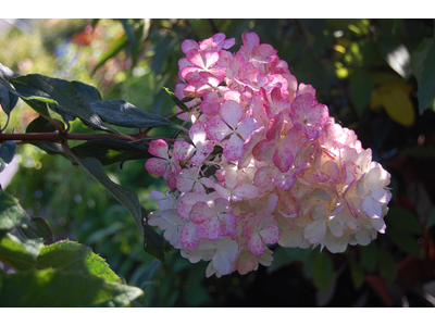 Hydrangea paniculata