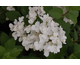 Hydrangea paniculata White Diamond ®