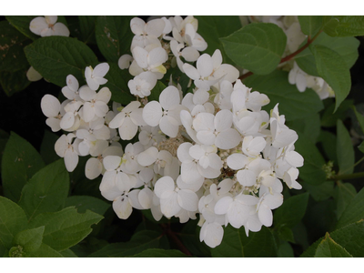Hydrangea paniculata