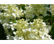 Hydrangea paniculata