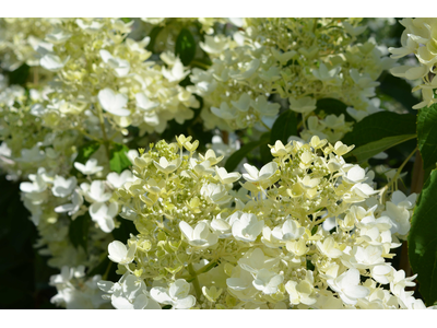 Hydrangea paniculata