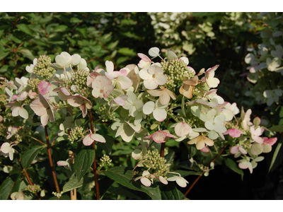 Hydrangea paniculata