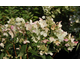 Hydrangea paniculata Wim's Red