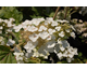 Hydrangea quercifolia