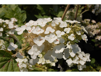 Hydrangea quercifolia