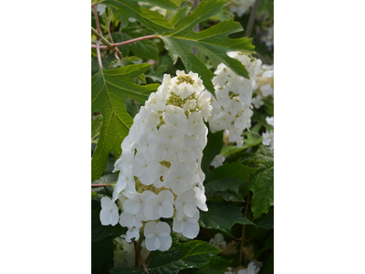 Hydrangea quercifolia