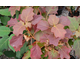 Hydrangea quercifolia Burgundy