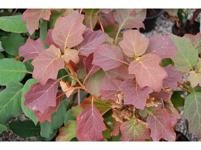 Hydrangea quercifolia