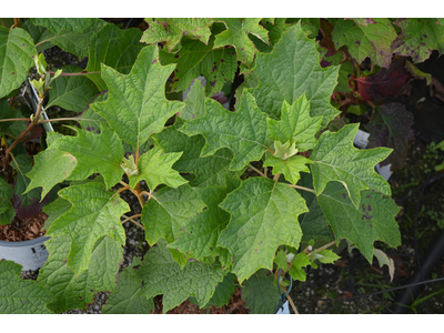 Hydrangea quercifolia