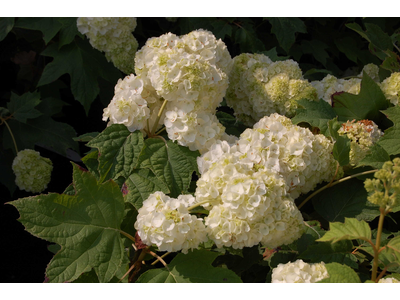 Hydrangea quercifolia