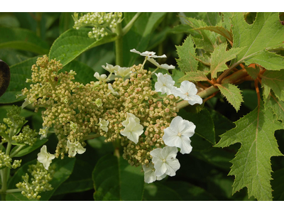 Hydrangea quercifolia