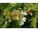 Hydrangea quercifolia Ice Crystal