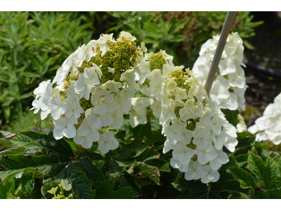 Hydrangea quercifolia