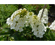 Hydrangea quercifolia Jetstream ® First Editions