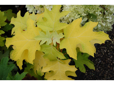 Hydrangea quercifolia