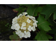 Hydrangea quercifolia Munchkin