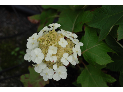 Hydrangea quercifolia