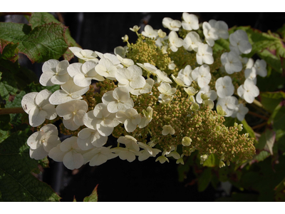 Hydrangea quercifolia