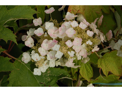 Hydrangea quercifolia