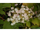 Hydrangea quercifolia Snow Queen