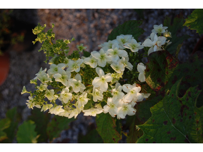 Hydrangea quercifolia