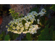 Hydrangea quercifolia Snow Flake