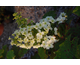 Hydrangea quercifolia