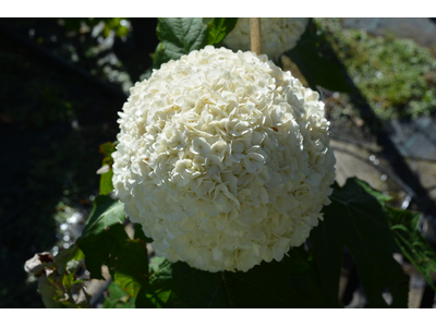 Hydrangea quercifolia
