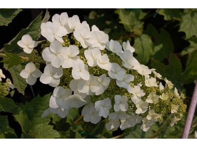 Hydrangea quercifolia