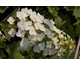 Hydrangea quercifolia Tennessee Clone