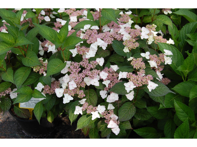 Hydrangea serrata