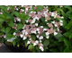 Hydrangea serrata Acuminata (Intermedia)