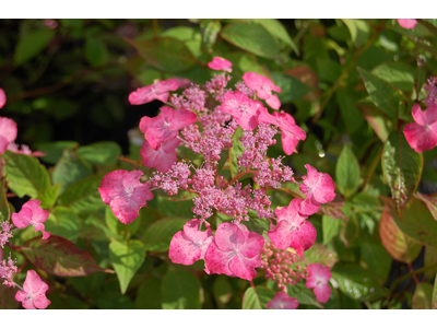 Hydrangea serrata