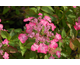 Hydrangea serrata Avelroz (Dolmyf) ®