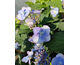 Hydrangea serrata Barca