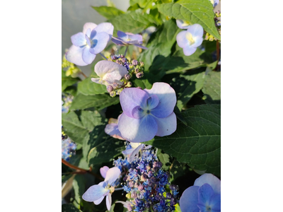Hydrangea serrata