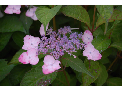 Hydrangea serrata