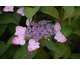 Hydrangea serrata Blue Bird