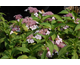 Hydrangea serrata Chinensis